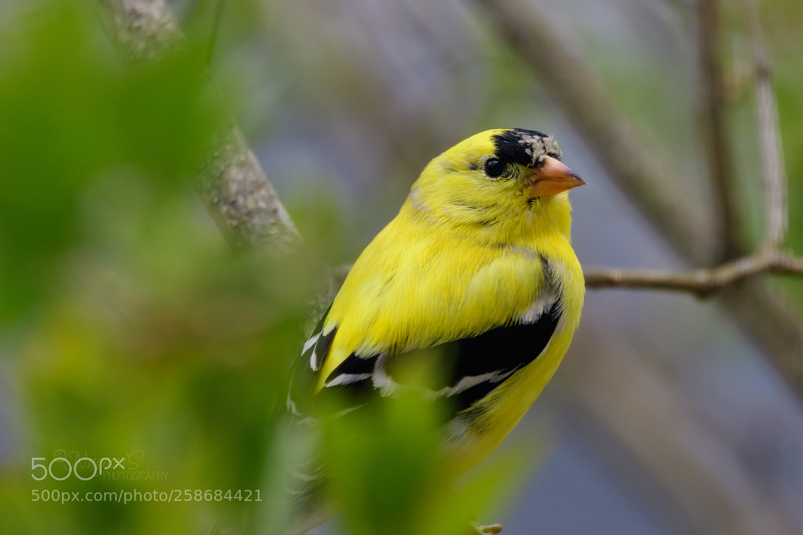Nikon D500 sample photo. American goldfinch photography