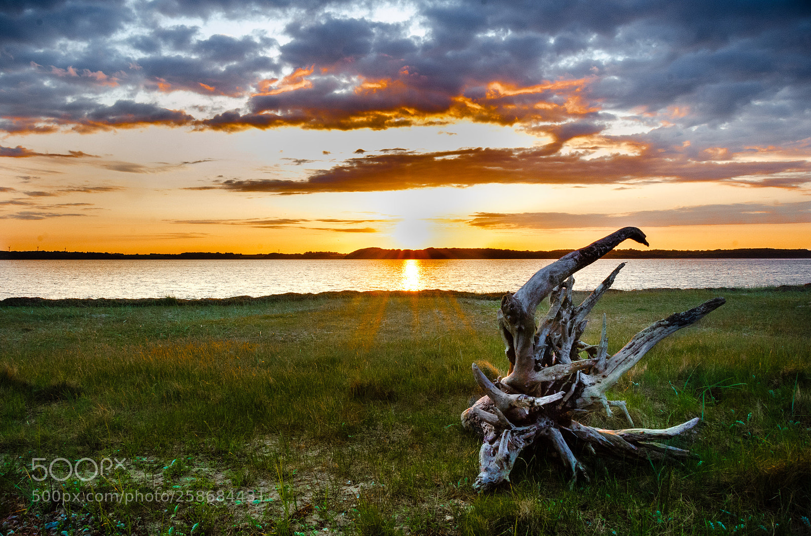 Nikon D7000 sample photo. Driftwood at sunset photography