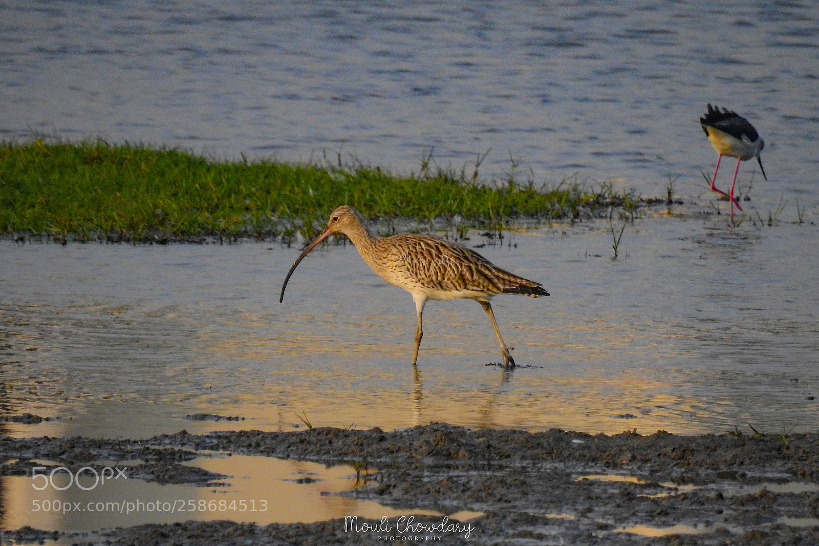 Nikon Coolpix P900 sample photo. Eurasean curlew photography