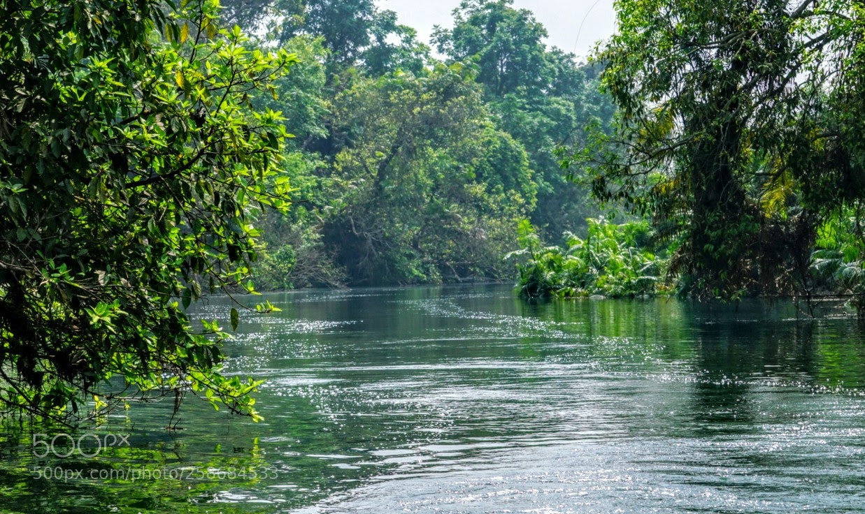Sony a7R II sample photo. River in a jungle photography