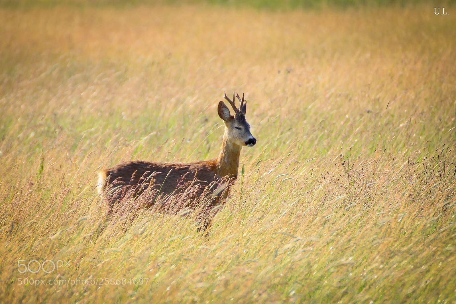 Canon EOS 50D sample photo. Face to face photography