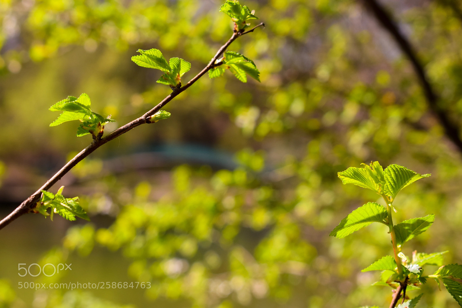 Nikon D3300 sample photo. Spring time photography