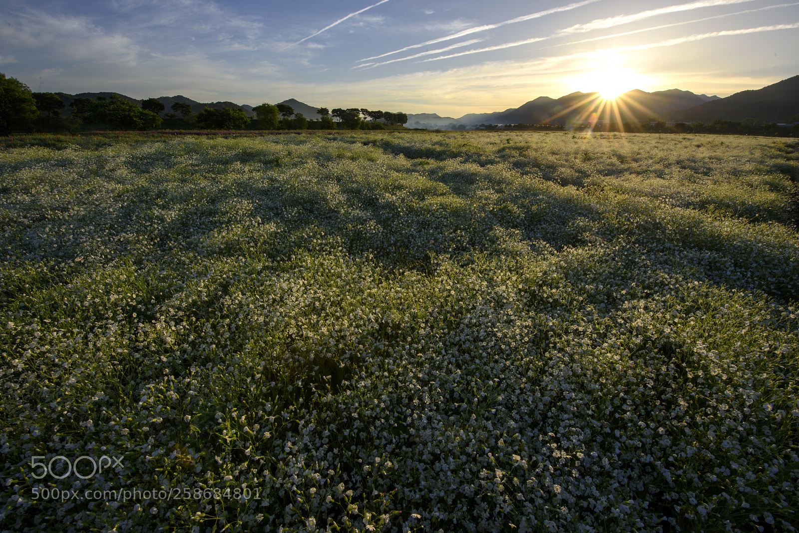 Nikon D810 sample photo. Sunrise over flowers photography