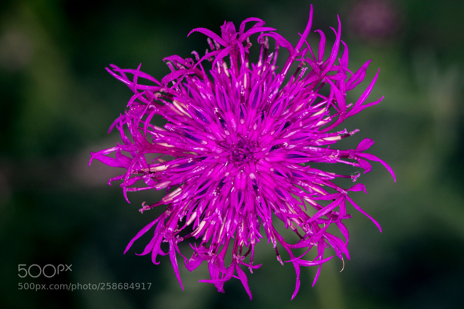 Sony a6000 sample photo. Centaurea scabiosa photography