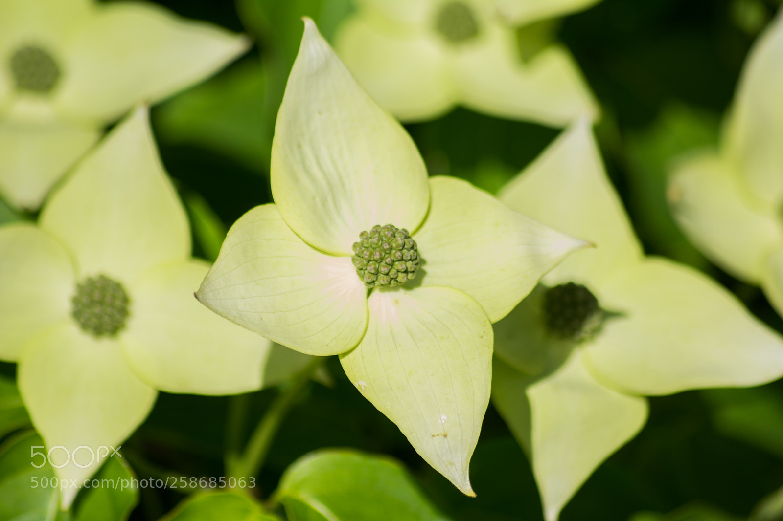 Nikon D5200 sample photo. Cornus kousa china girl photography