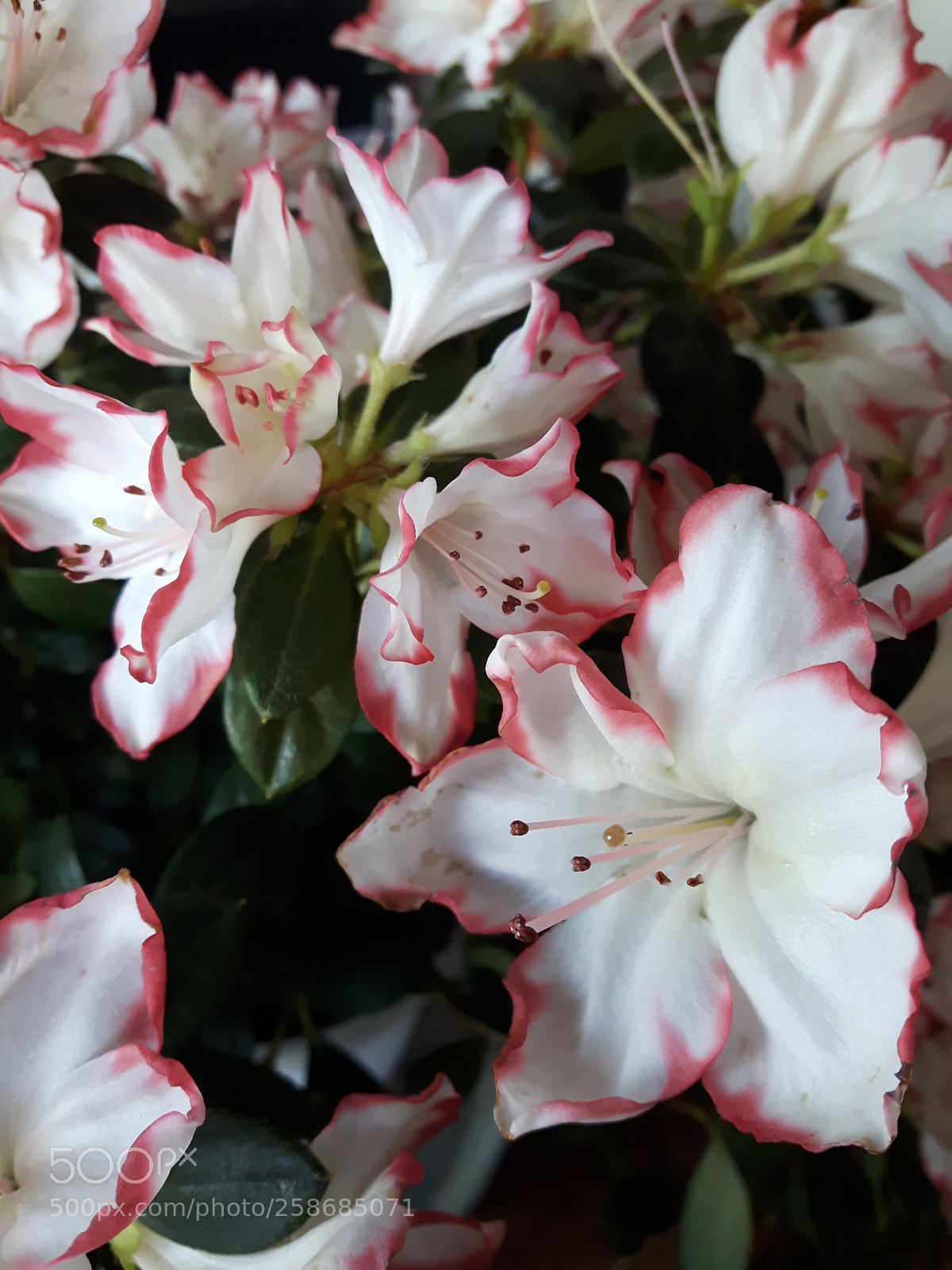 Samsung Galaxy S5 Neo sample photo. Spring time photography