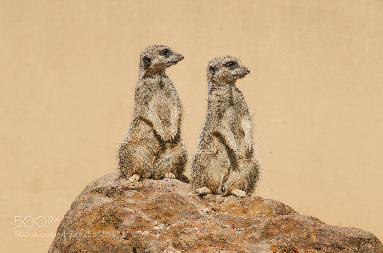 Nikon D5100 sample photo. Staring meerkats photography