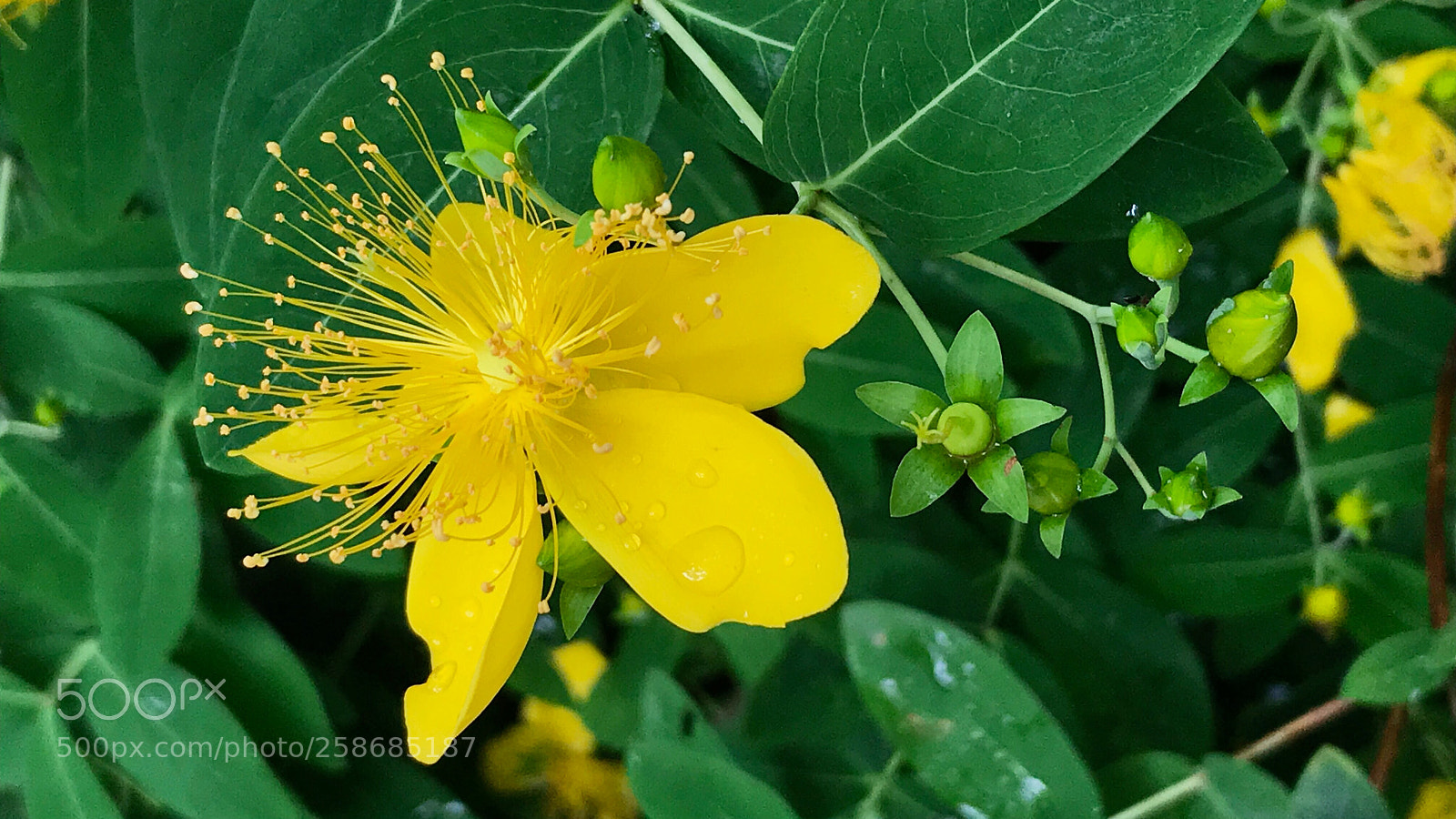 Apple iPhone 7 sample photo. Hypericum monogynum 金丝桃 photography