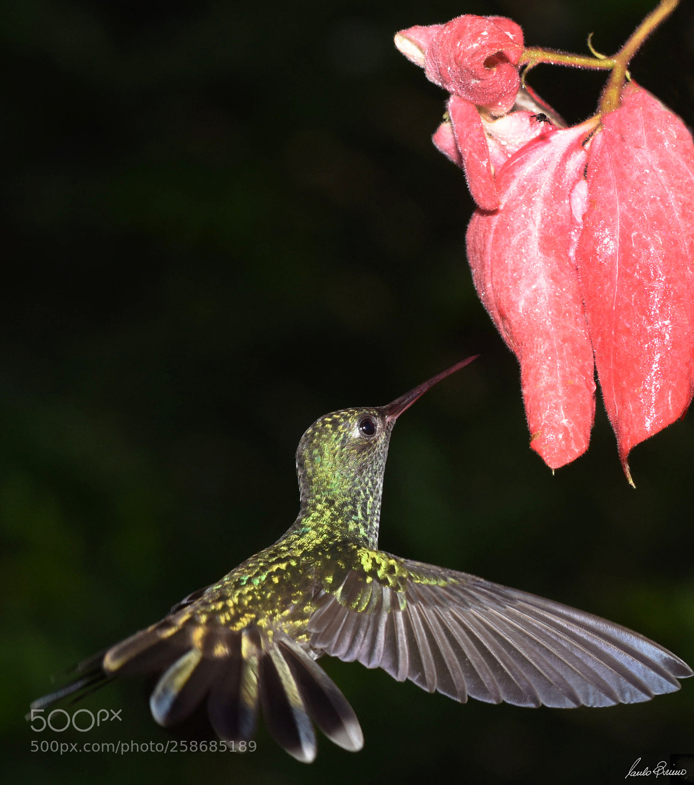 Nikon D810 sample photo. Untitle photography