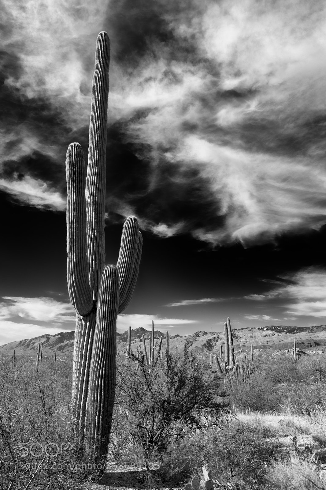 Canon EOS 5D Mark IV sample photo. Saguaro photography