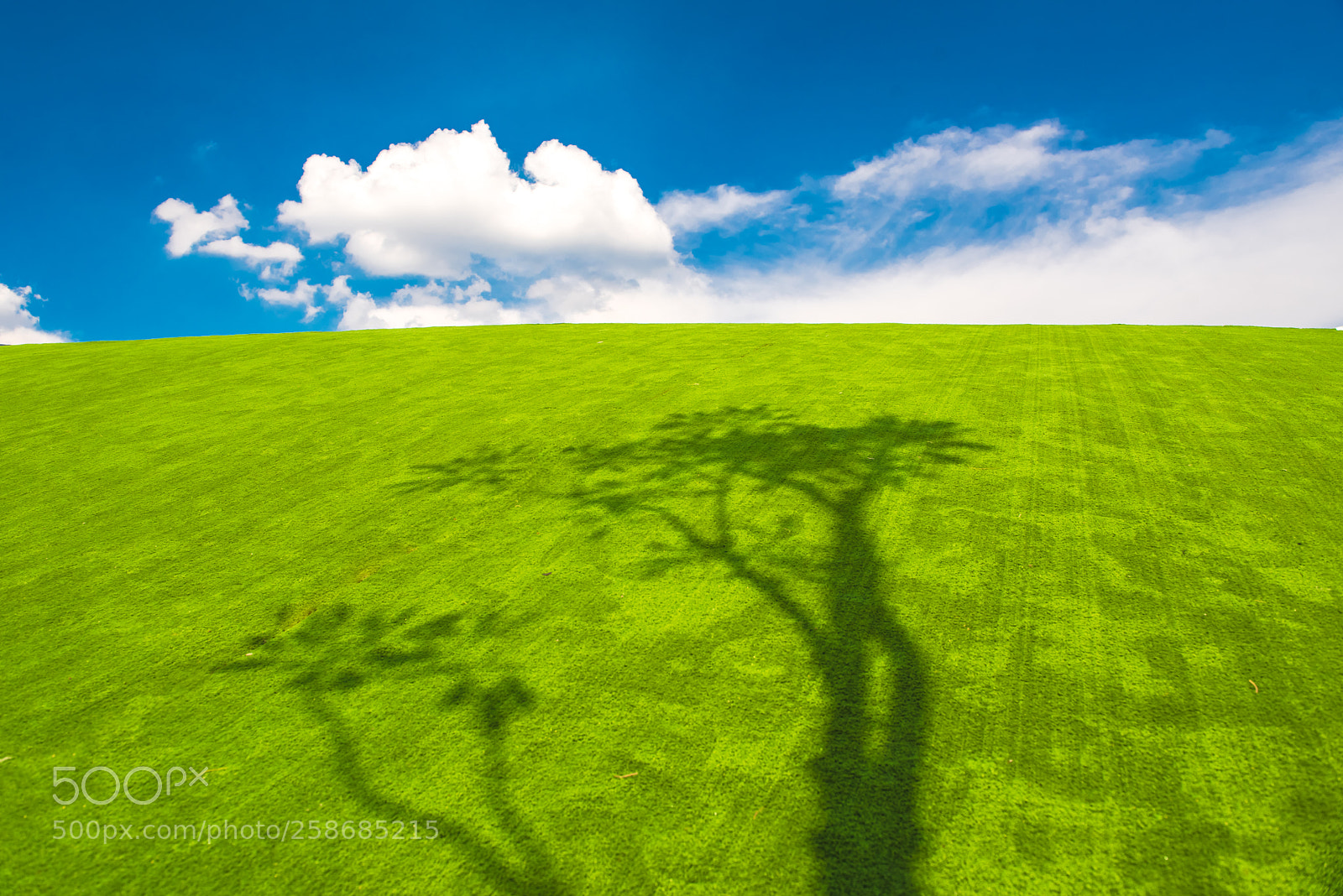 Nikon D750 sample photo. Shadow trees with green photography