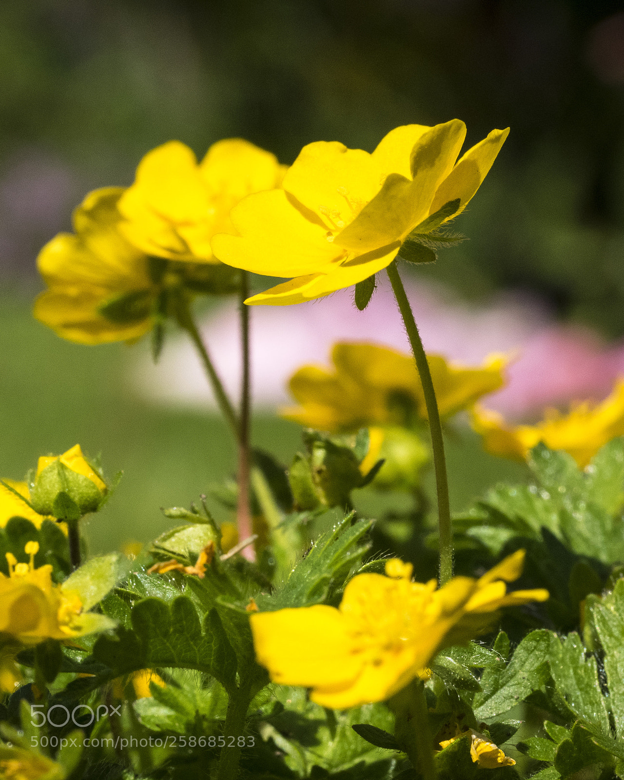 Olympus OM-D E-M1 sample photo. Sunshine yellow photography