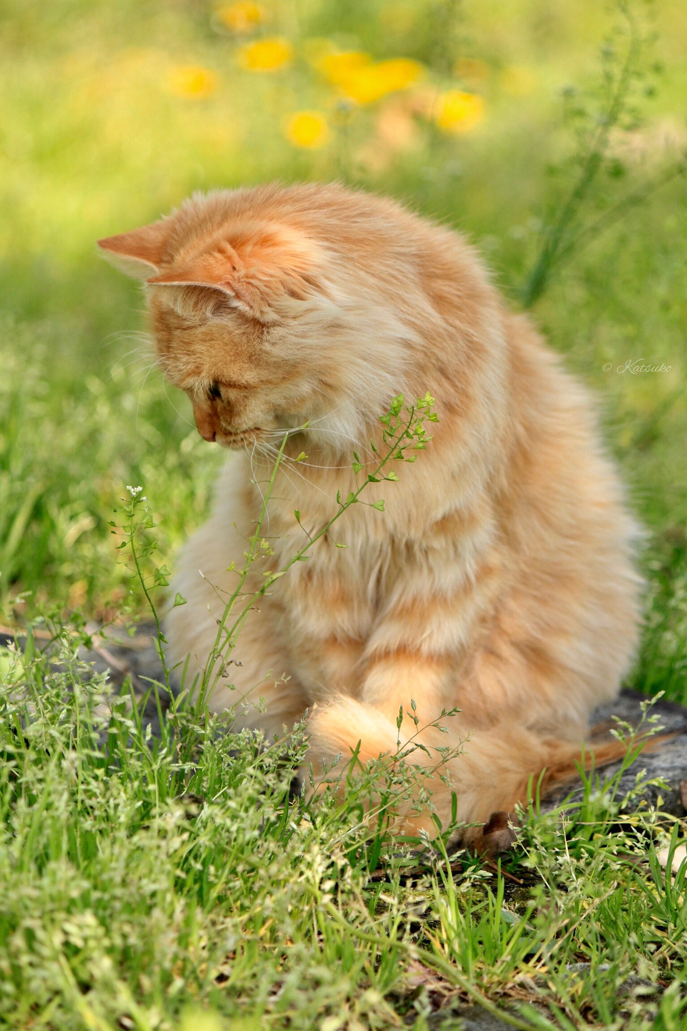 Canon EOS 500D (EOS Rebel T1i / EOS Kiss X3) sample photo. Red tabby cat photography