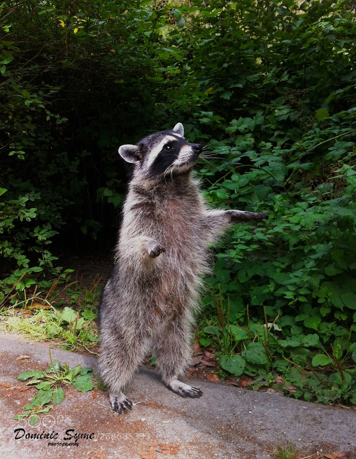 Apple iPhone 4 sample photo. Hungry hungry raccoon  photography