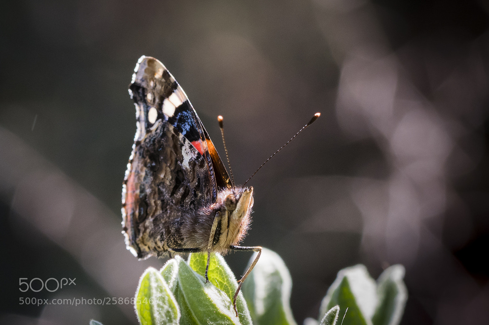 Nikon D500 sample photo. Vanessa atalanta photography