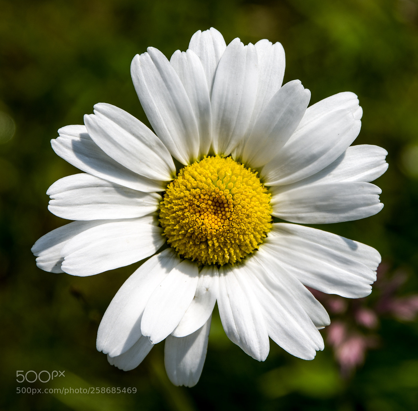 Pentax K-1 sample photo. Perfect beauty photography