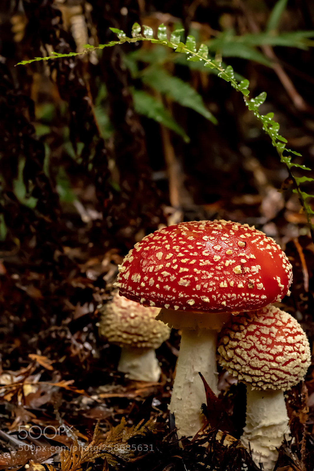 Canon EOS 80D sample photo. Sprouting toadstools photography