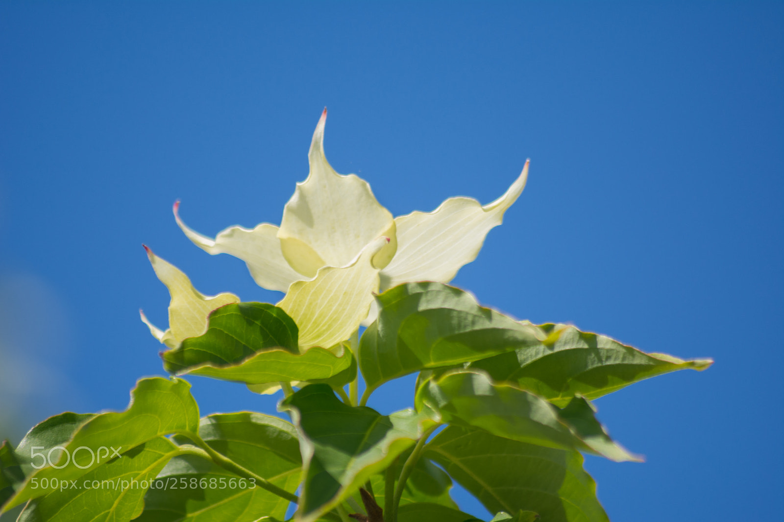 Nikon D5200 sample photo. Cornus kousa china girl photography