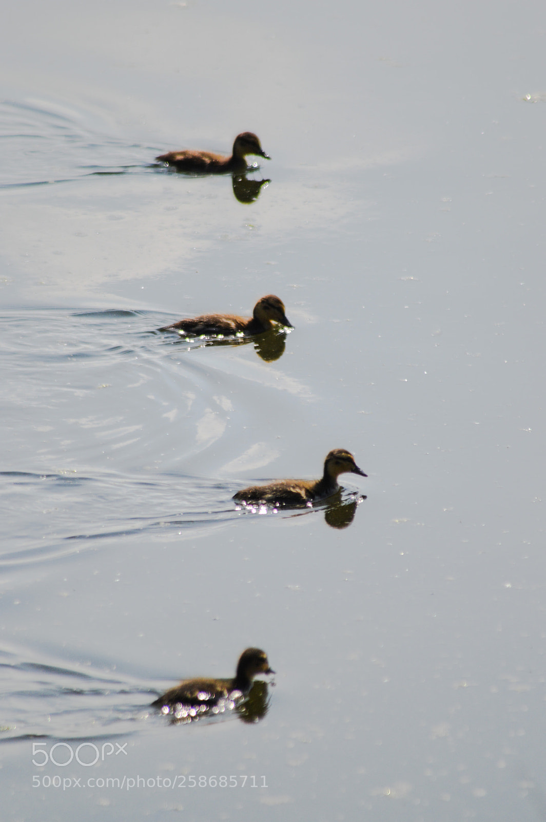 Nikon D3200 sample photo. Four ducklings photography