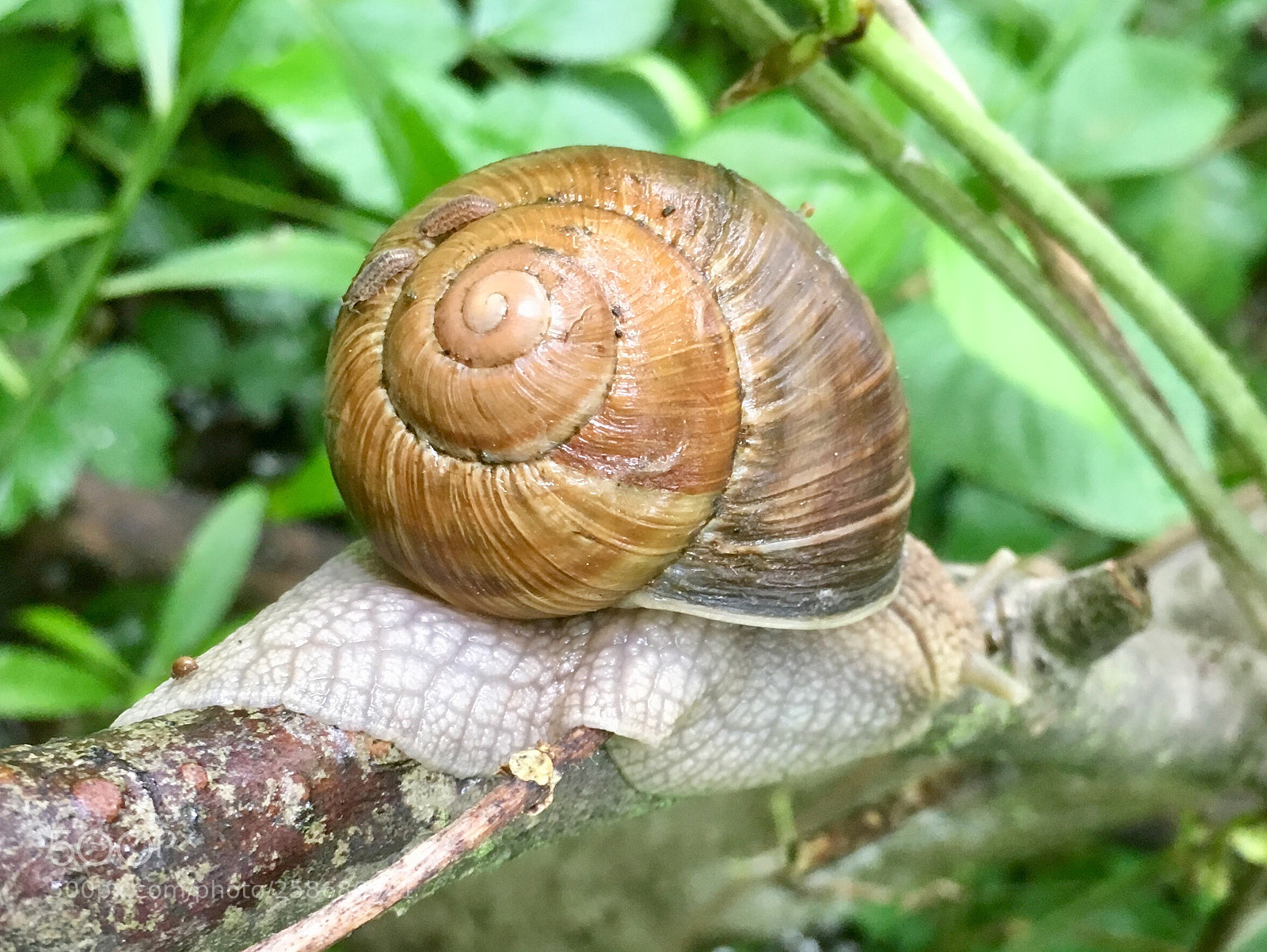 Apple iPhone SE sample photo. Untitled photography
