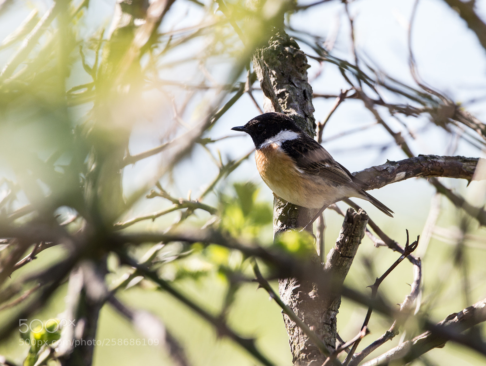 Canon EOS 6D sample photo. Stone chat / schwarzkehlchen photography