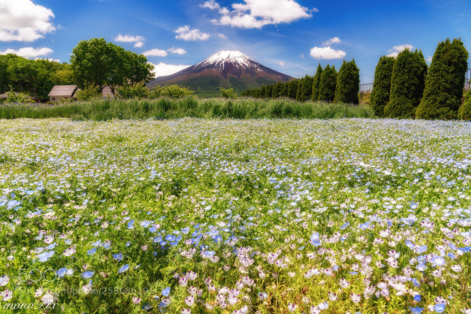 Sony a7R III sample photo. Mt.fuji in spring photography