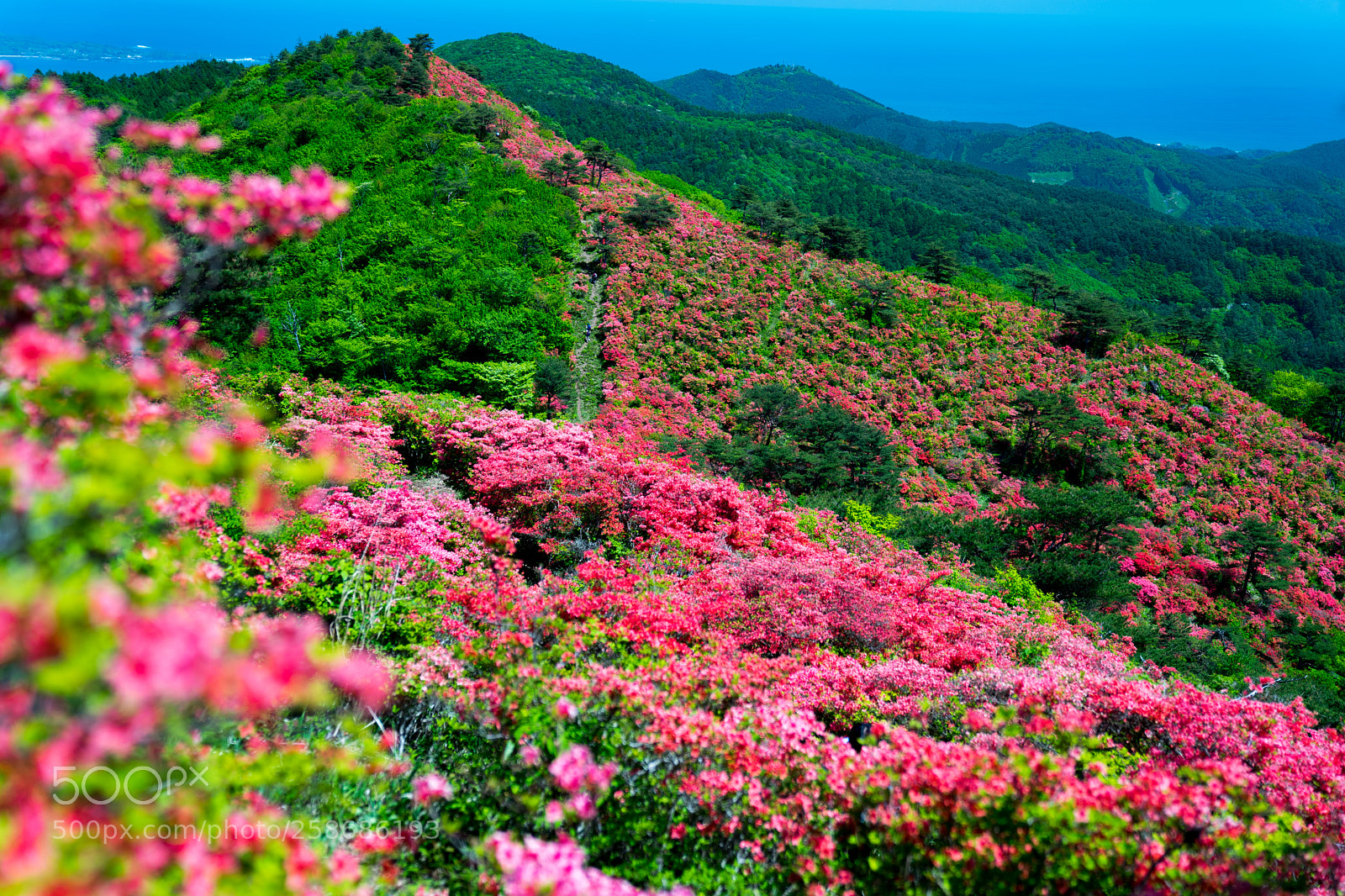 Sony a7 II sample photo. Turning to pink photography