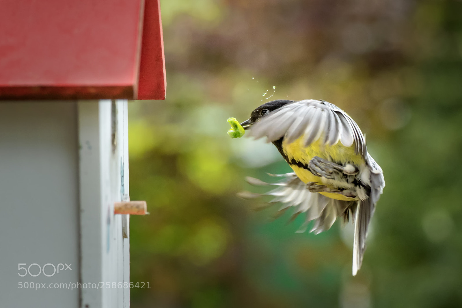 Nikon D750 sample photo. Tit in flight photography
