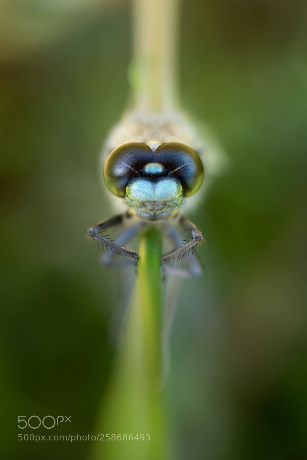 Nikon D850 sample photo. Dragonfly close up photography