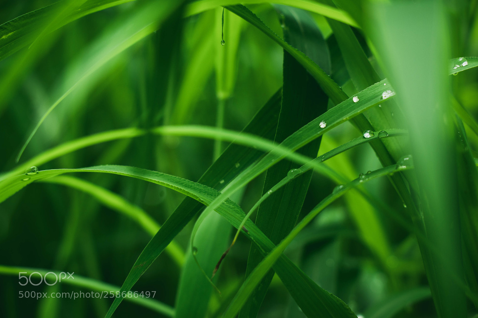 Canon EOS 80D sample photo. Nature photography