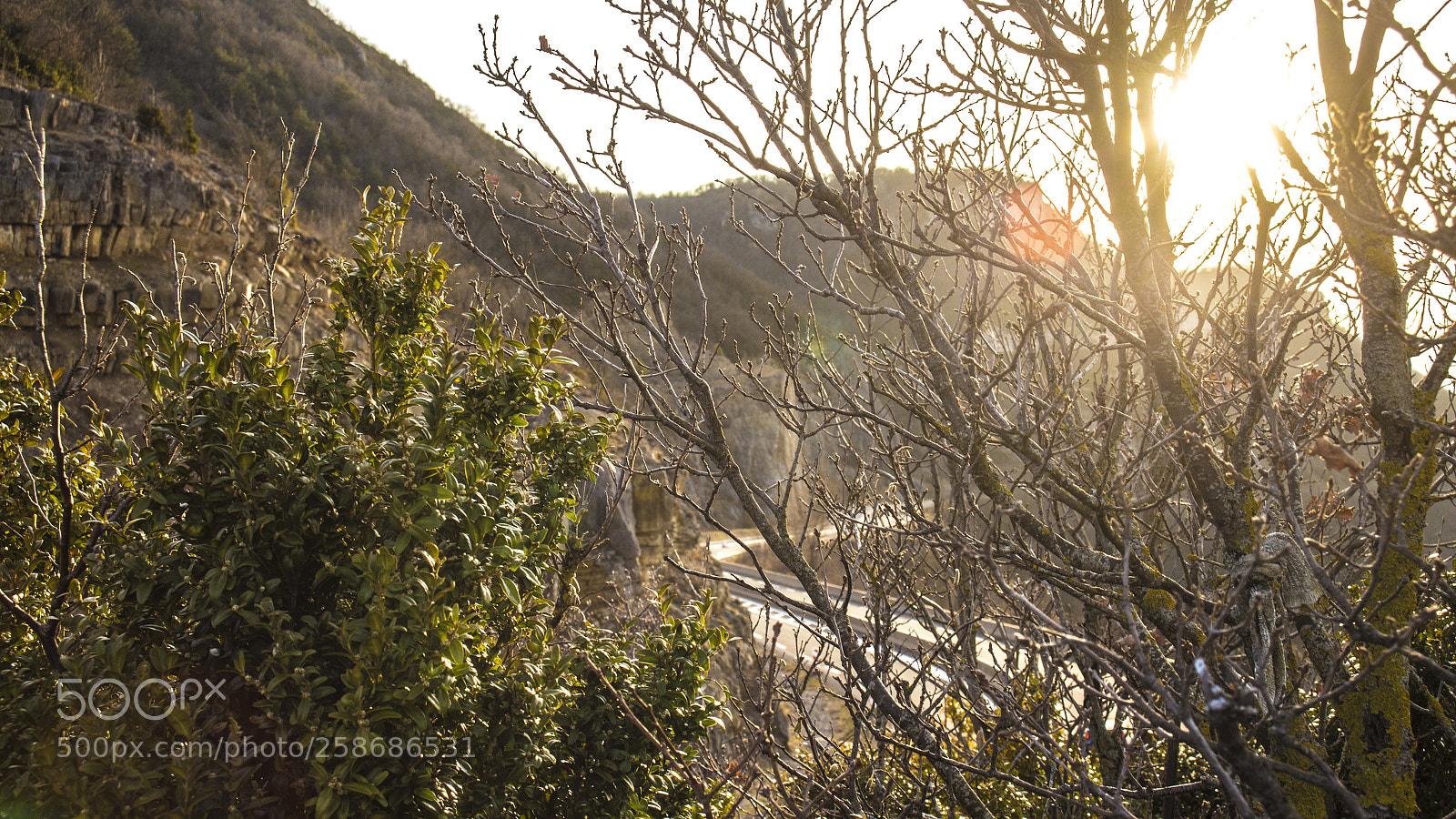 Canon EOS 6D sample photo. Through the branches photography