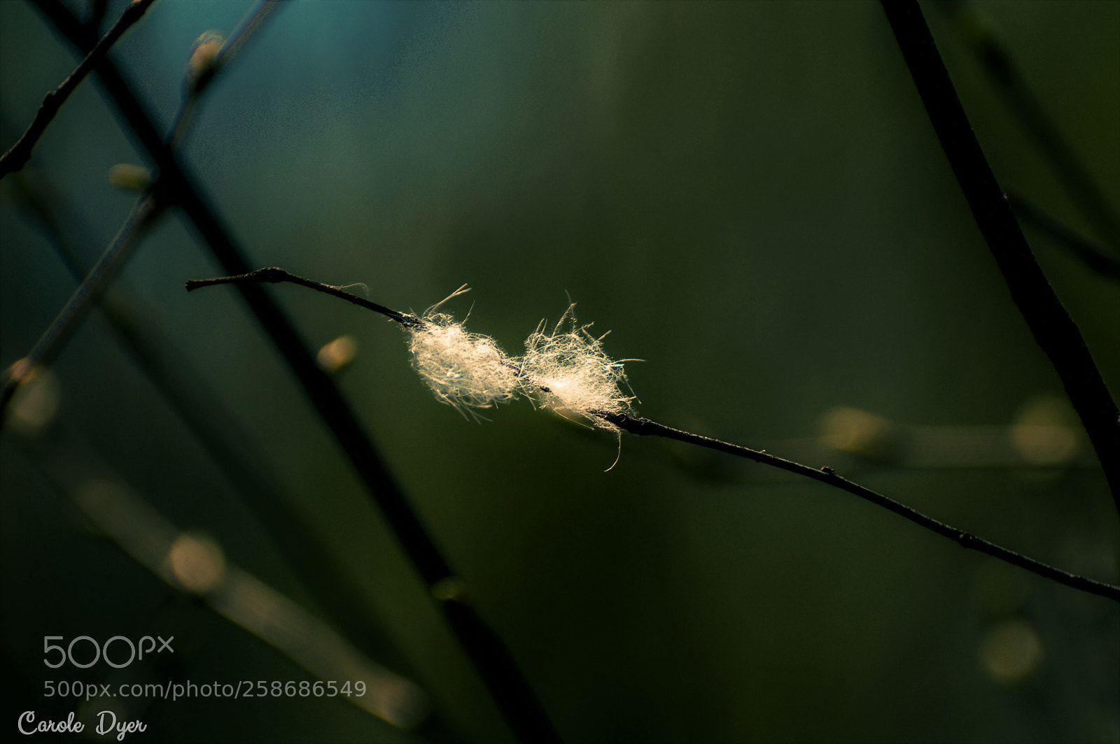 Nikon D3200 sample photo. Lost fairy wings photography