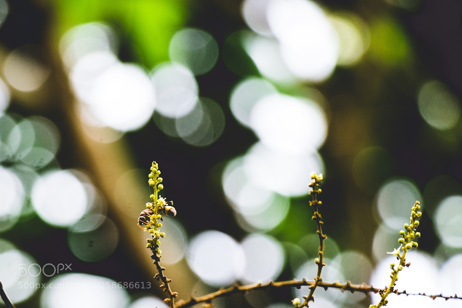 Canon EOS 80D sample photo. Nature photography
