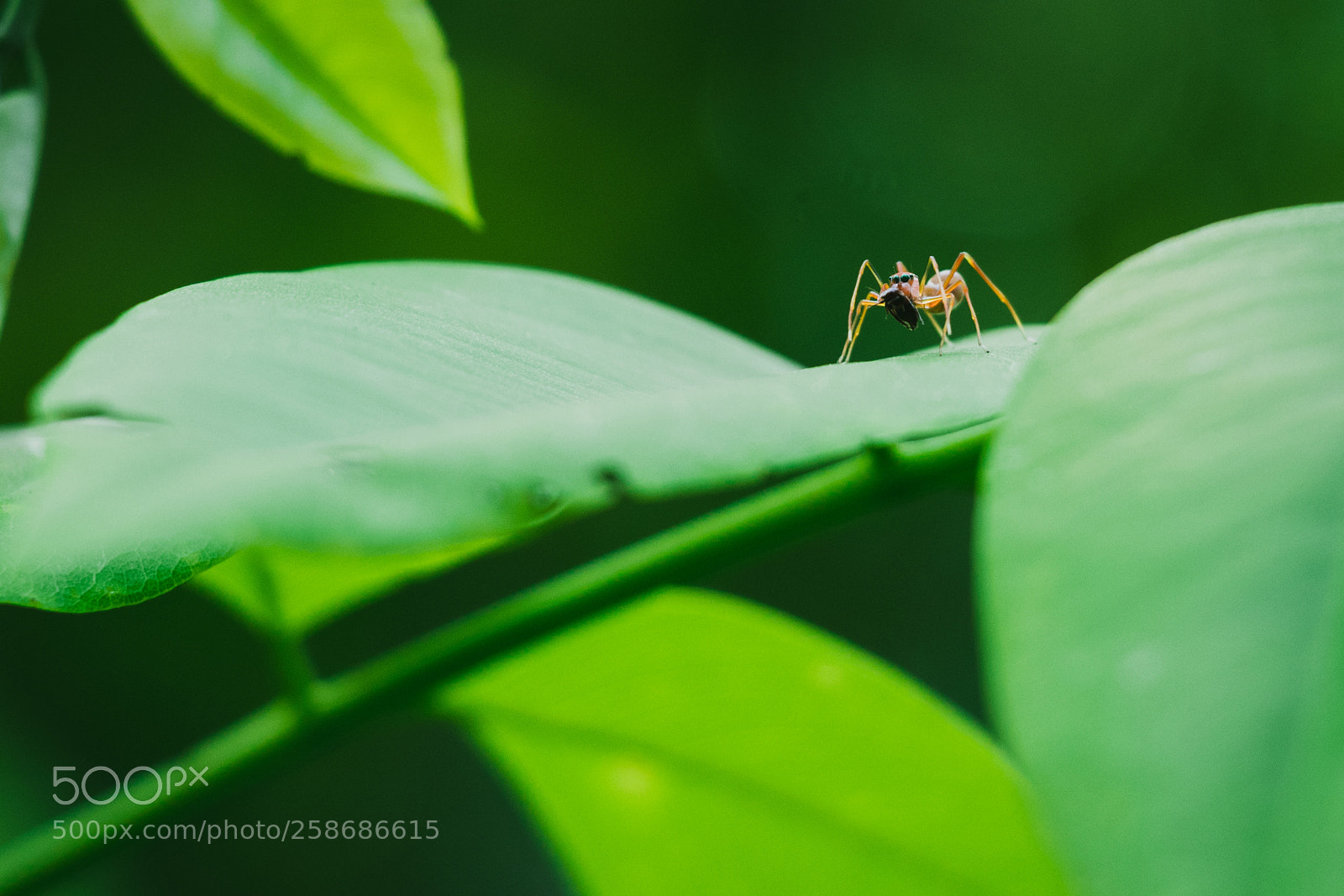 Canon EOS 80D sample photo. Nature photography