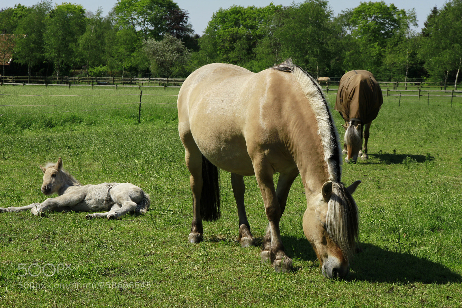Canon EOS 7D sample photo. Jument et son petit photography