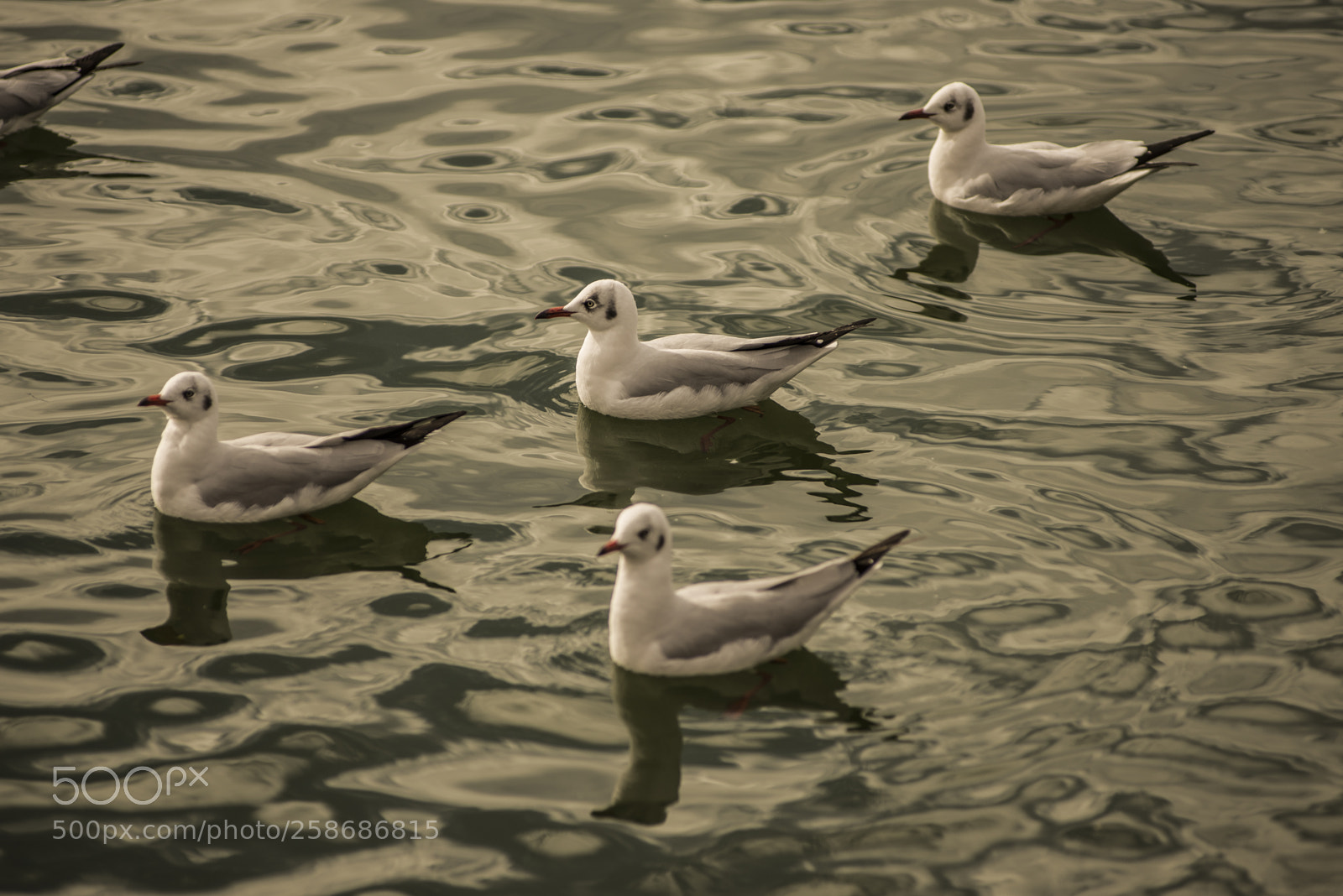 Nikon D600 sample photo. Four seagulls photography