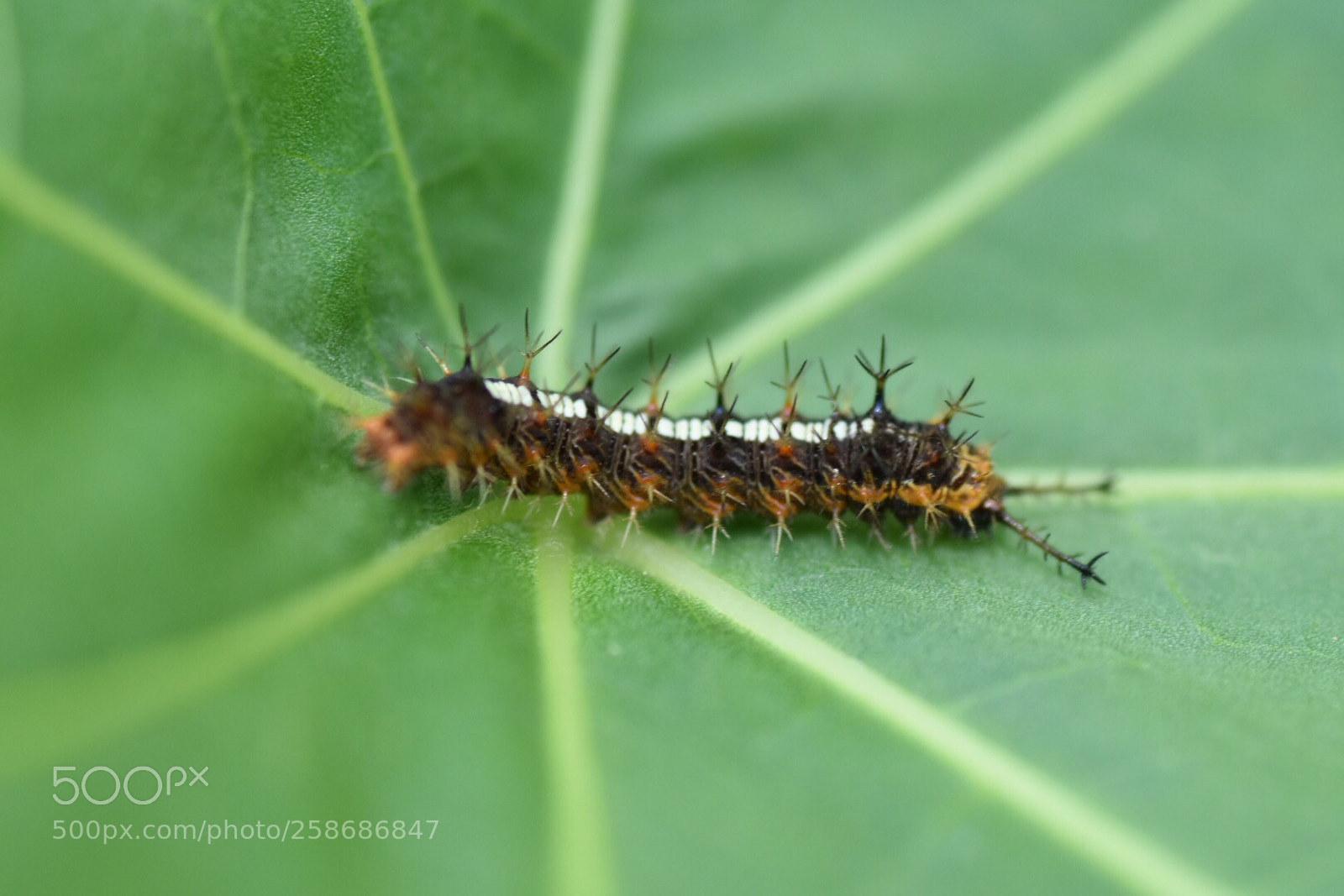 Nikon D7200 sample photo. Will he turn into photography