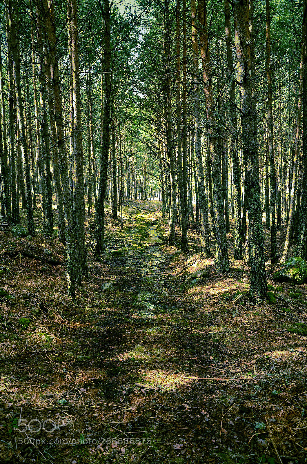 Nikon D5100 sample photo. El bosque photography