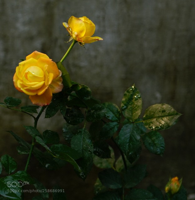 Sony a7R II sample photo. Roses are forever photography