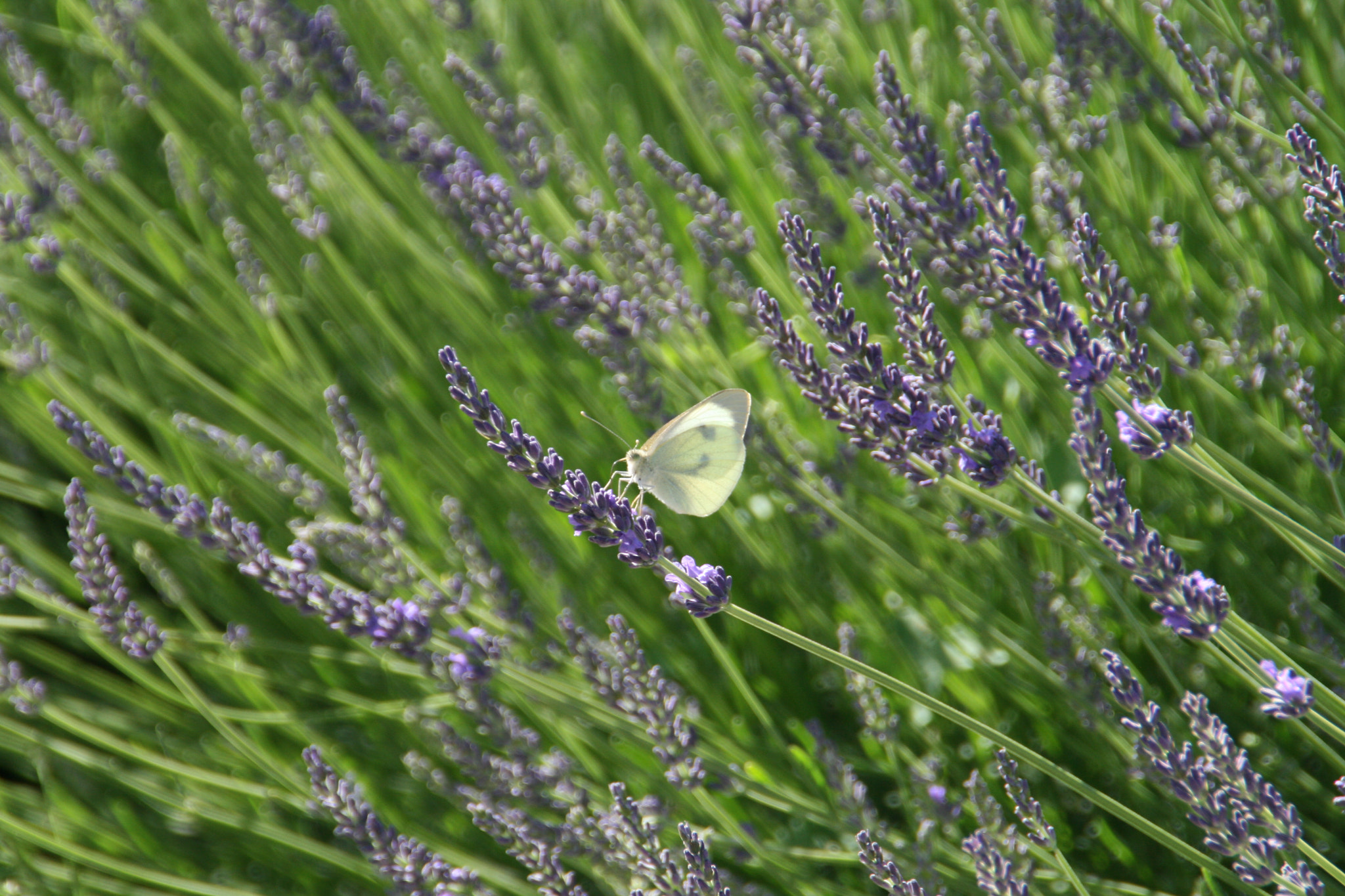 Canon EOS 400D (EOS Digital Rebel XTi / EOS Kiss Digital X) sample photo. Lavander field photography