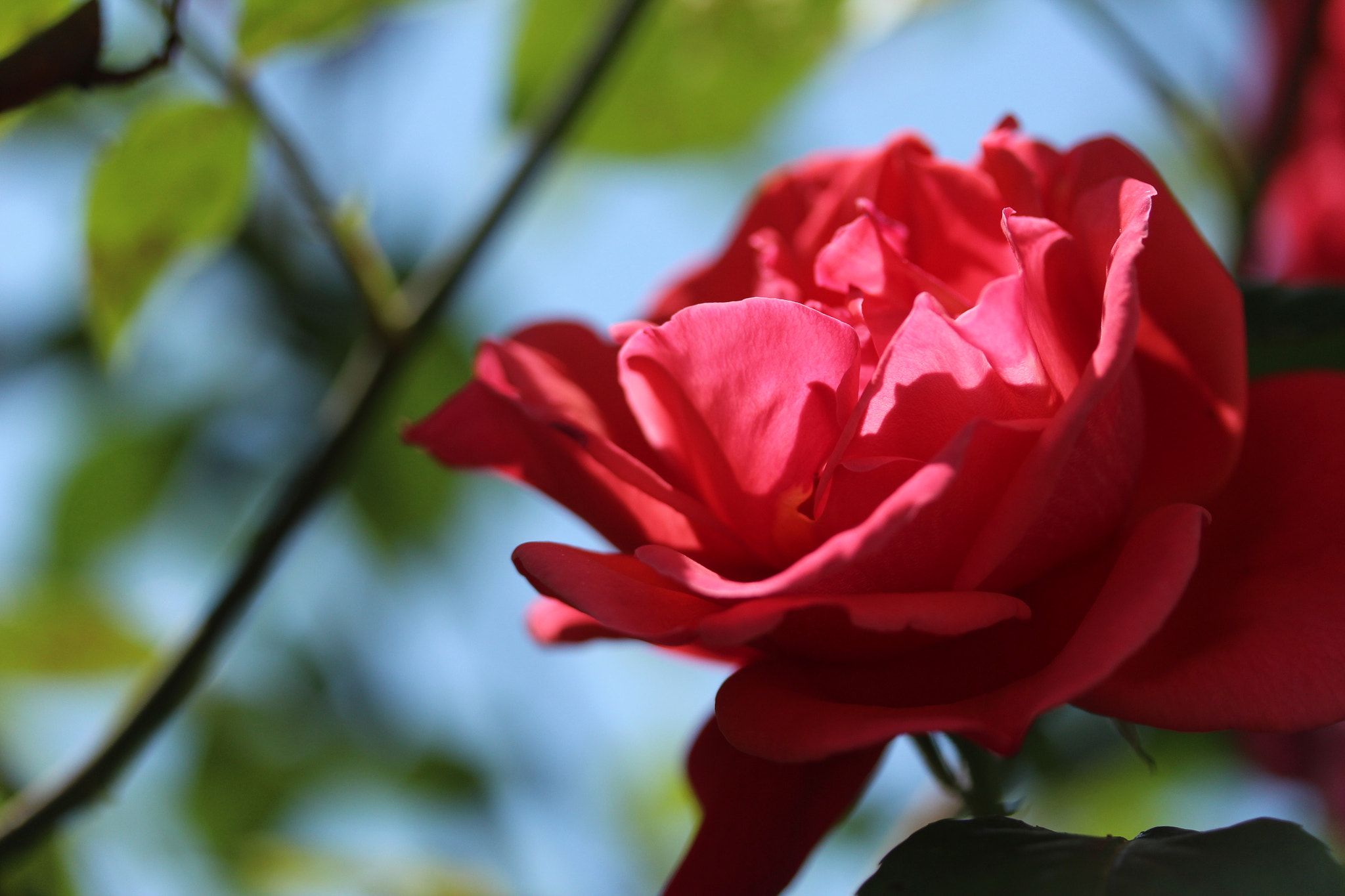 Canon EF-S 60mm F2.8 Macro USM sample photo. Img photography