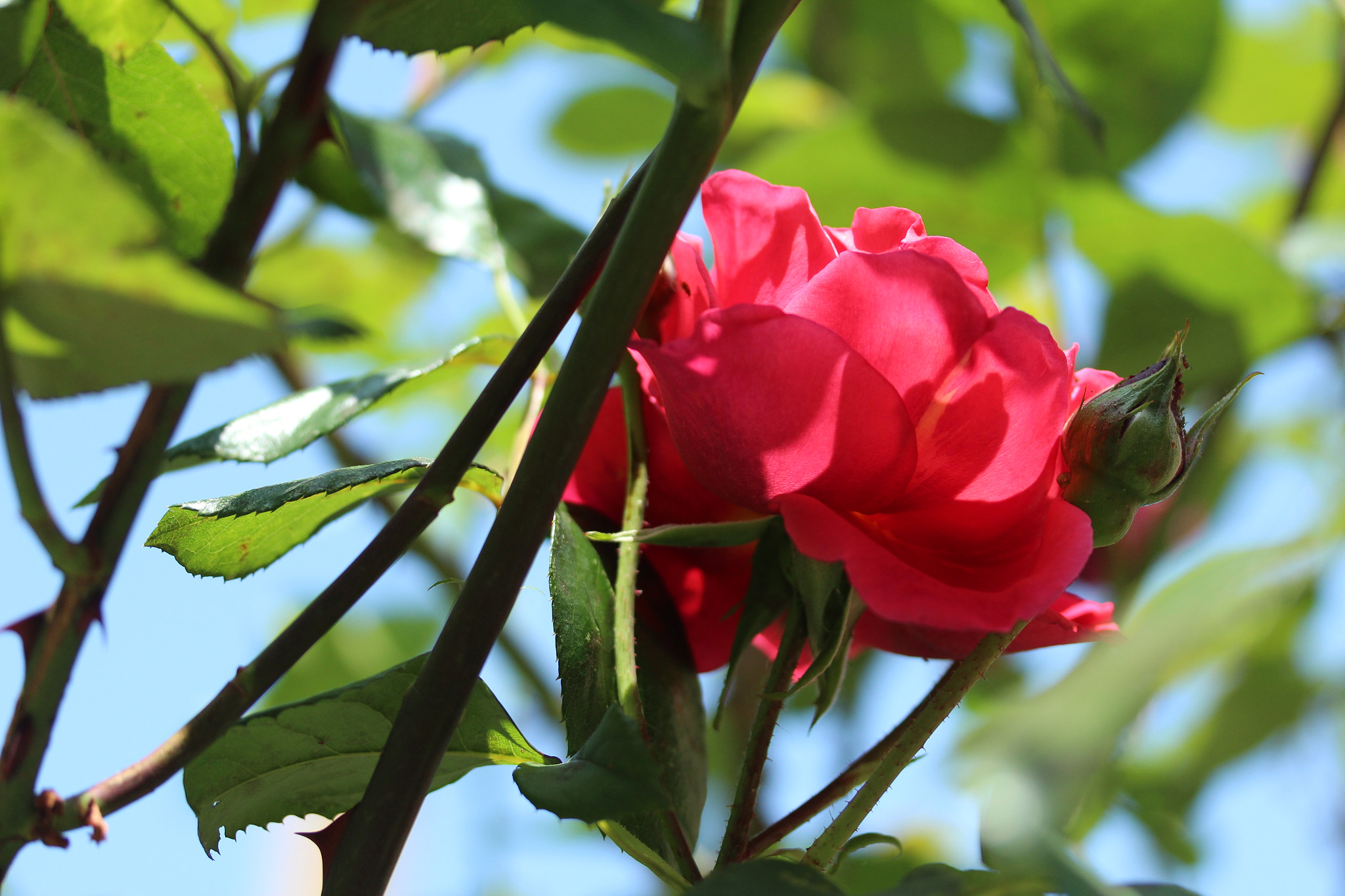 Canon EF-S 60mm F2.8 Macro USM sample photo. Img photography