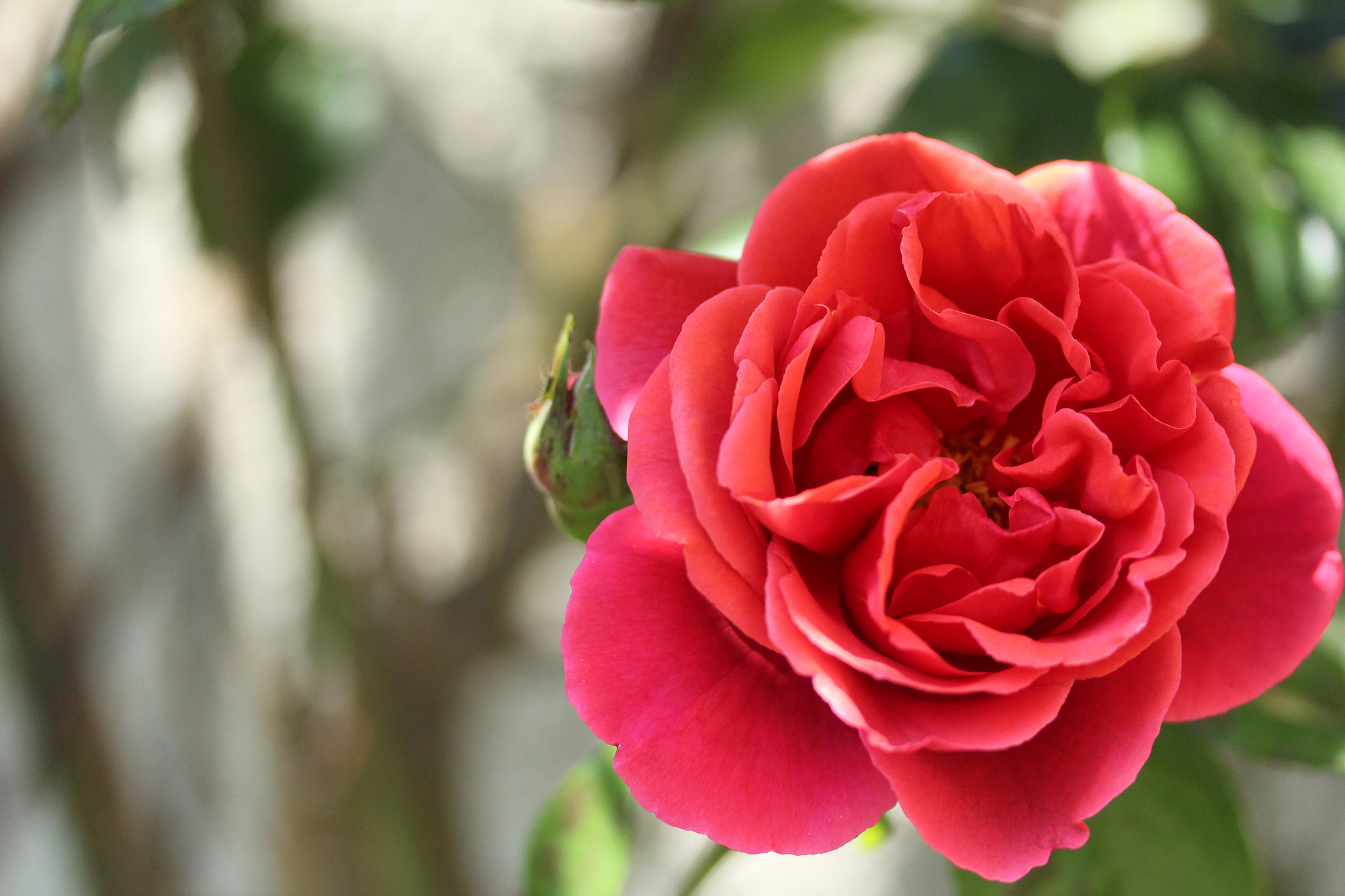 Canon EF-S 60mm F2.8 Macro USM sample photo. Img photography