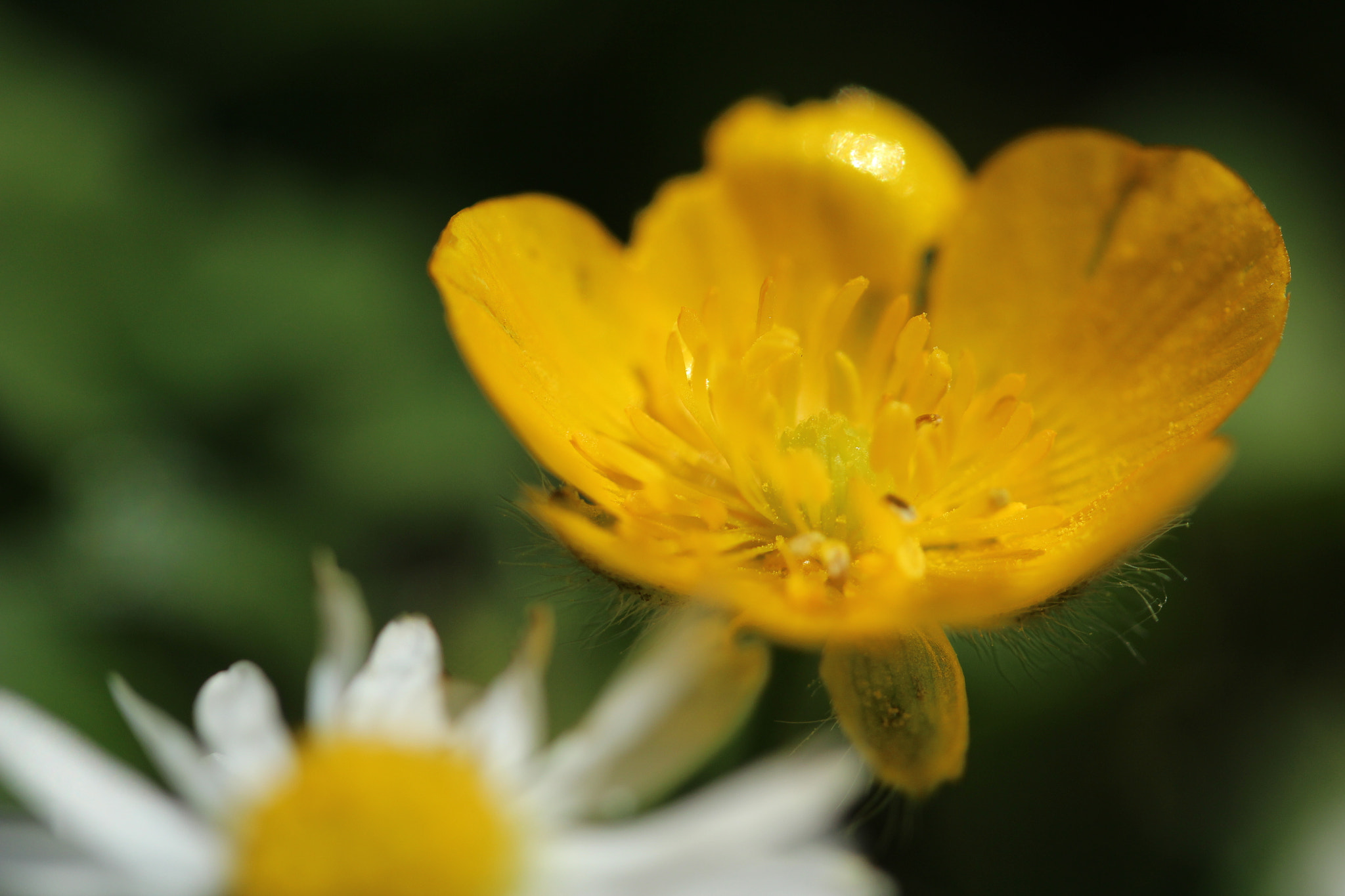 Canon EF-S 60mm F2.8 Macro USM sample photo. Img photography