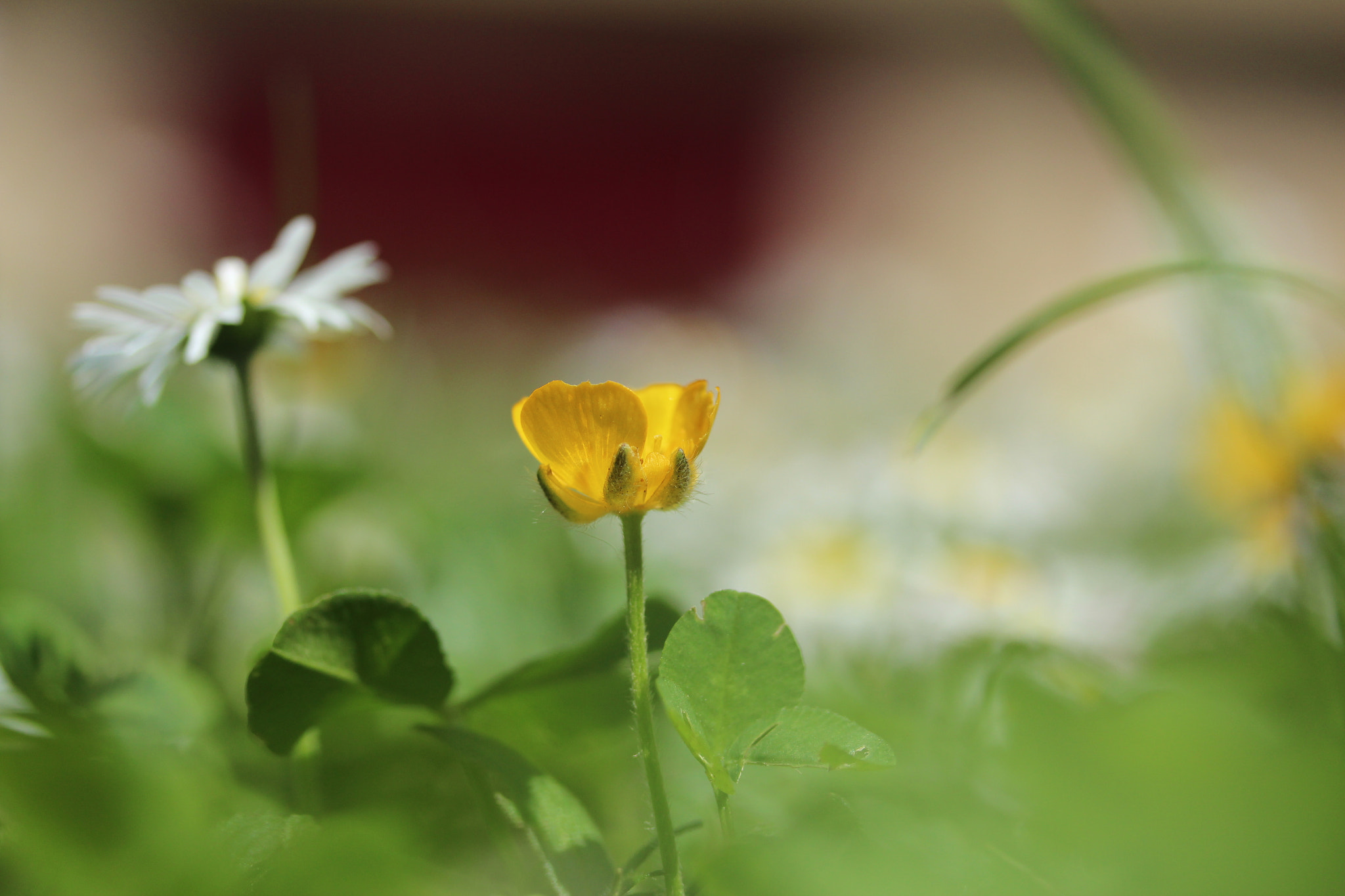 Canon EF-S 60mm F2.8 Macro USM sample photo. Img photography
