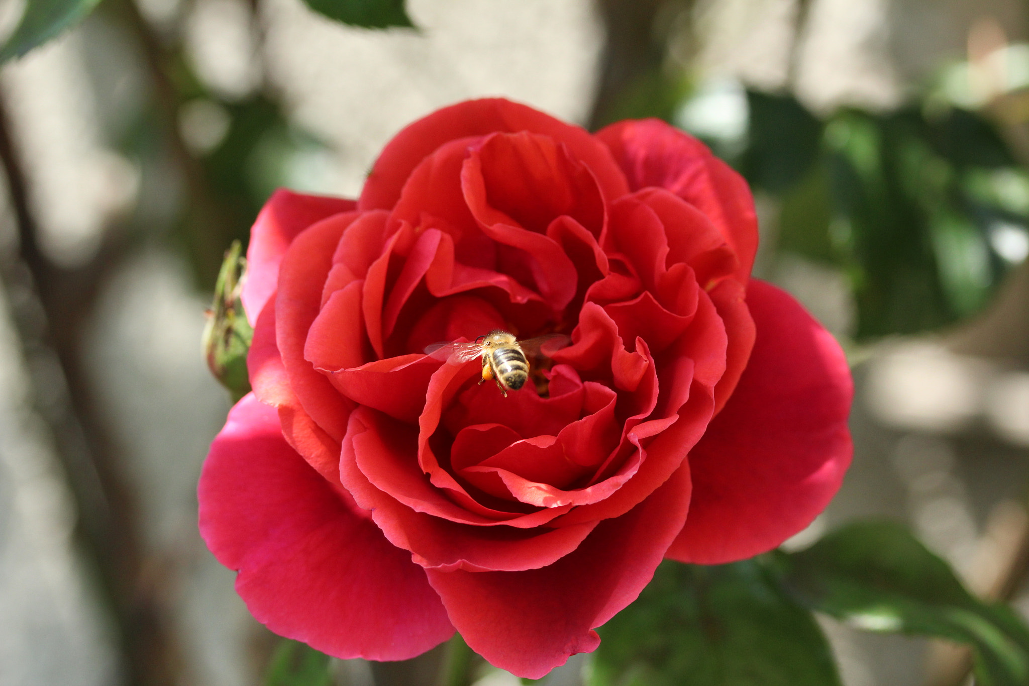 Canon EF-S 60mm F2.8 Macro USM sample photo. Img photography