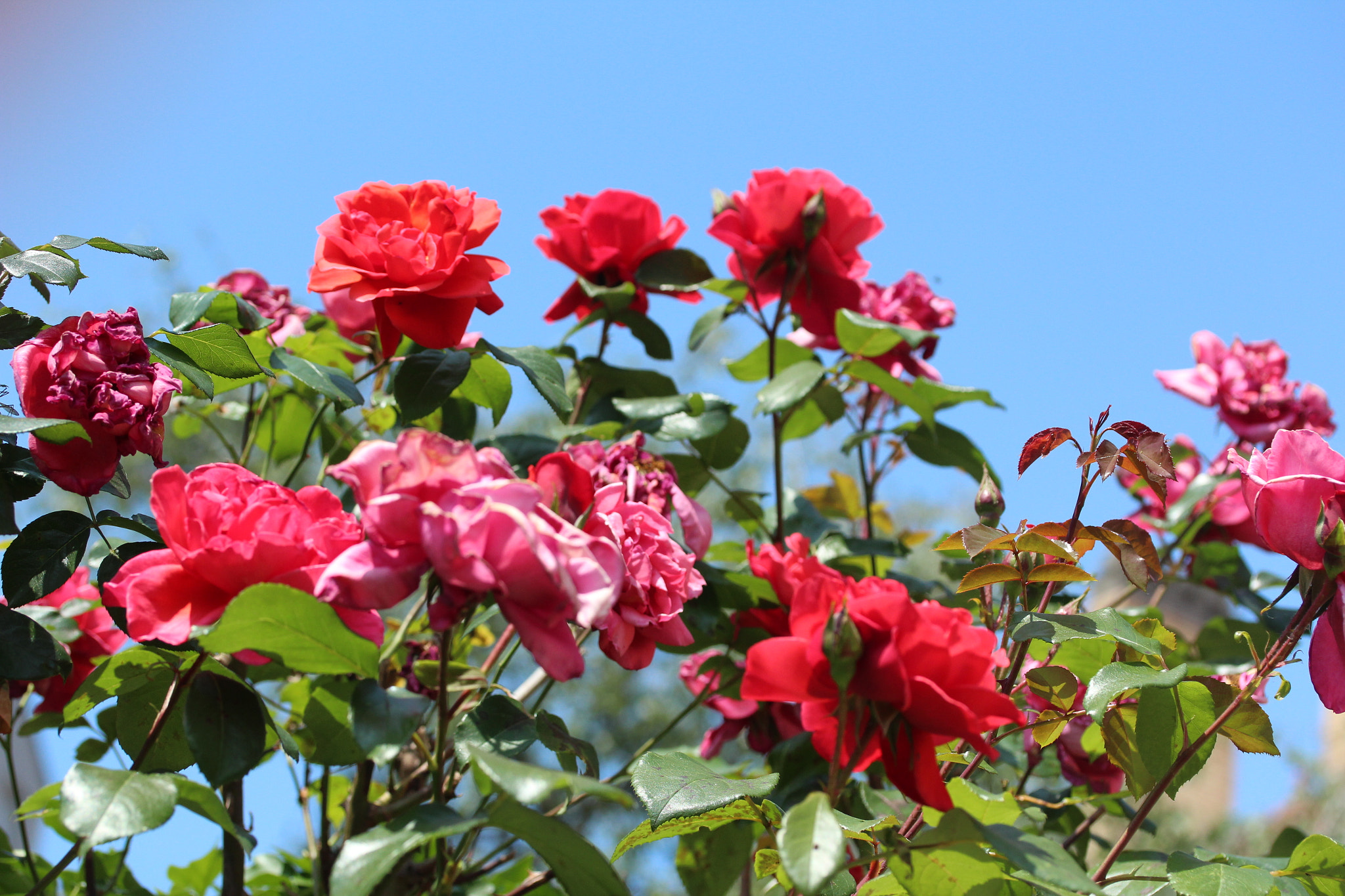 Canon EF-S 60mm F2.8 Macro USM sample photo. Img photography