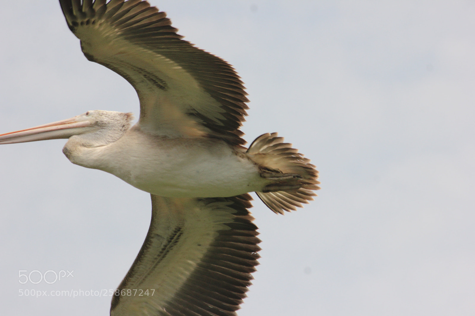 Canon EF-S 55-250mm F4-5.6 IS II sample photo. Untitled photography