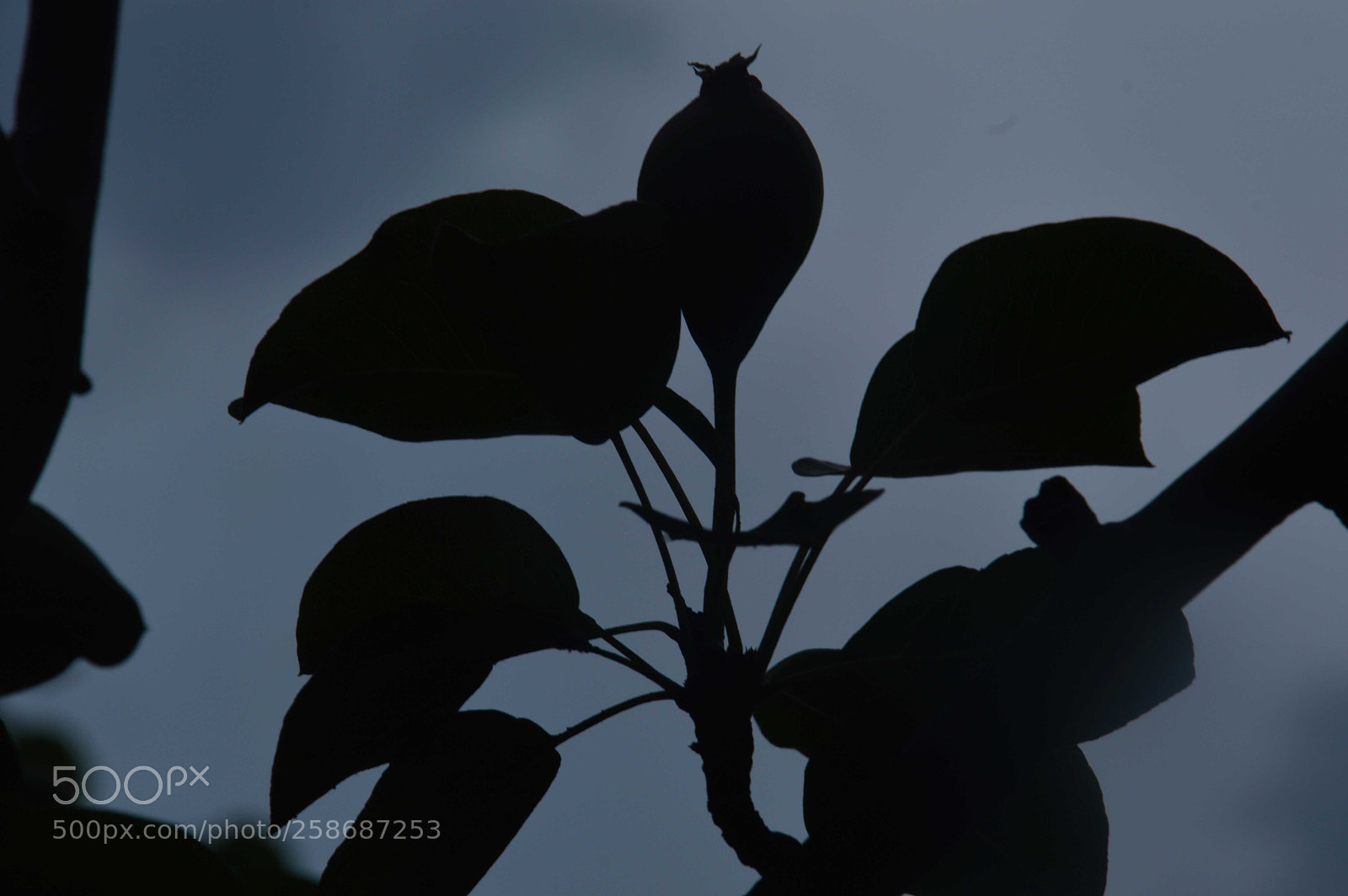 Nikon D3200 sample photo. Black tree photography