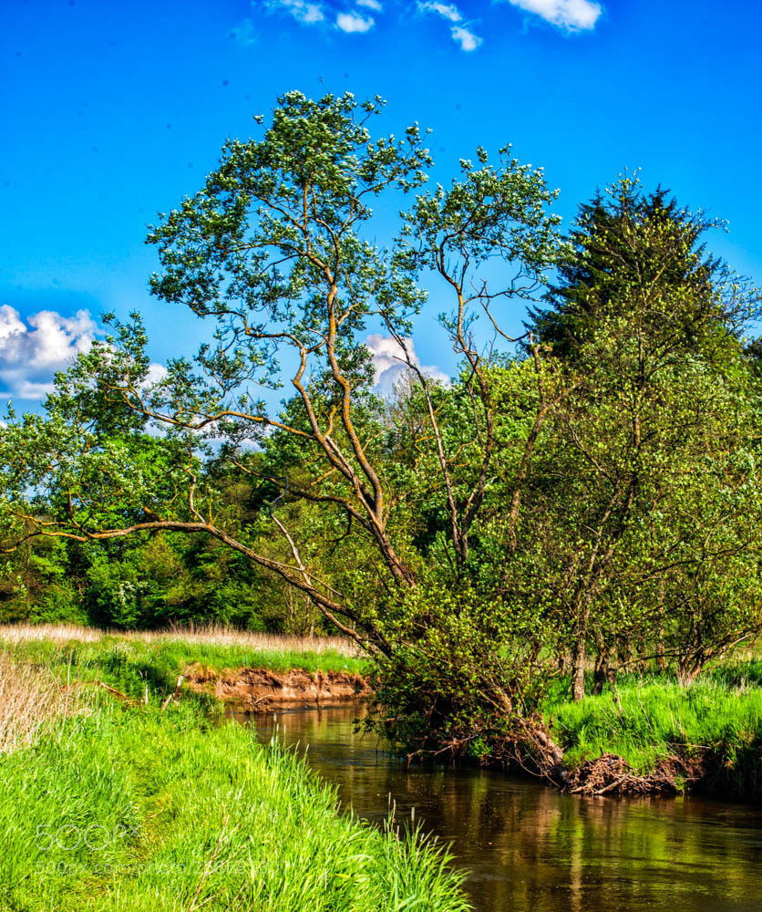 Nikon D750 sample photo. Træet ved Åen photography